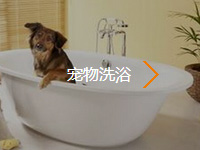 宠物洗浴